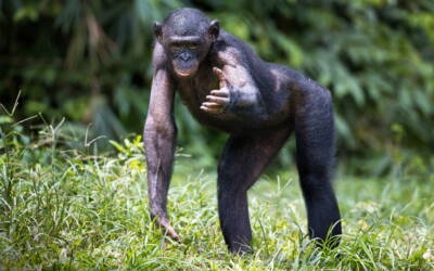 Mal di schiena: Un team di scienziati ci spiega quanto siamo ancora simili agli scimpanzé.