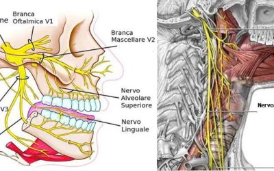 Articolazione temporo mandibolare e rachide cervicale