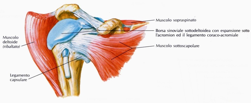 muscolo e tendine sottoscapolare