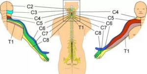 dermatomeri cervicali