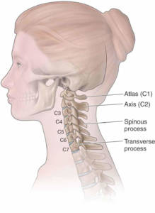 rachide cervicale